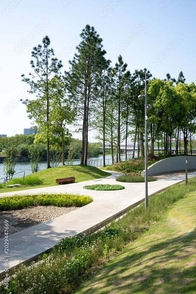 Fototapeta premium Winding concrete path through green park with tall pine trees and grassy landscape under blue sky