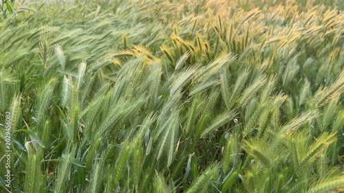 Close-up view of illuminated green wild grass and spikelets blowing in wind. Meadow with moving plants on summer day for backgrounds. Concept of nature dynamics freedom and environmental beauty.