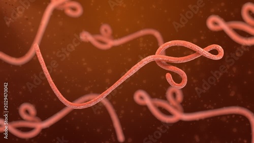 Ebola Virus Microscopic View Medical Animation Background. Bacterial Disease. 4K