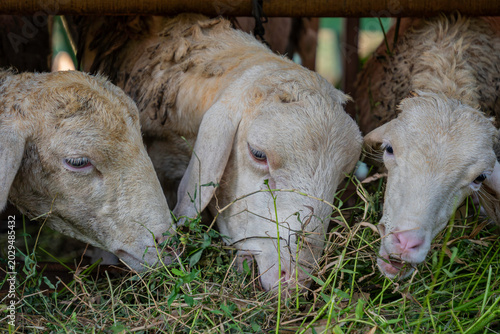Close-up of sacrificial sheep eating fresh green grass inside a barn for Qurban.