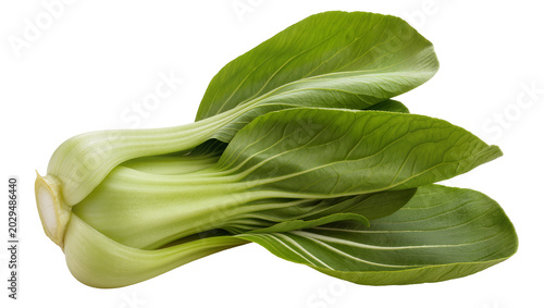 Tableau sur toile Fresh bok choy vegetable with green leaves and white stems