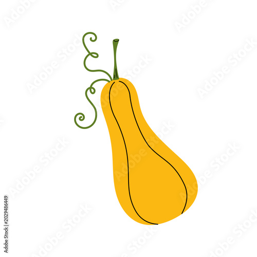 Yellow bottle gourd with beautiful curly tendrils. Flat vector illustration for autumn harvest, vegetable garden, organic food.