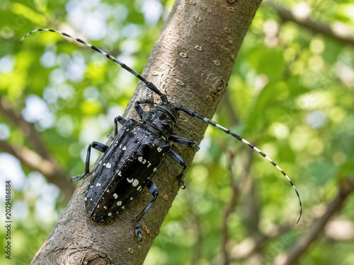 Asian Long-horned Beetle on Tree Trunk Macro
