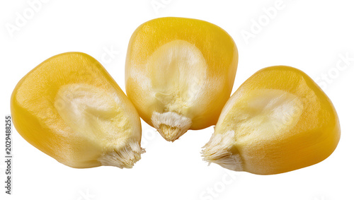 Photos Three yellow corn kernels with white tips