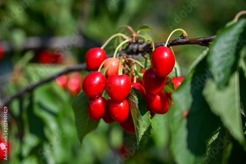 Ripe juicy cherries growing on tree in orchard. Sweet red cherries hanging on branch. Fresh organic cherry.