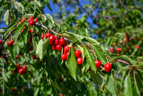 Ripe juicy cherries growing on tree in orchard. Sweet red cherries hanging on branch. Fresh organic cherry.