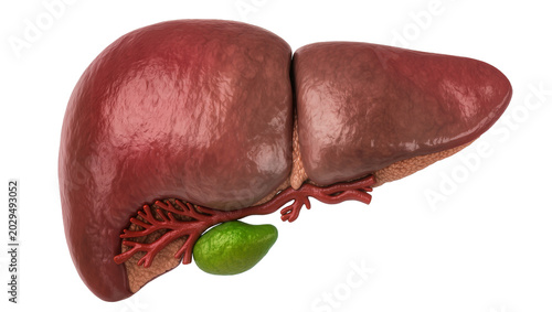 Human liver with gallbladder and blood vessels