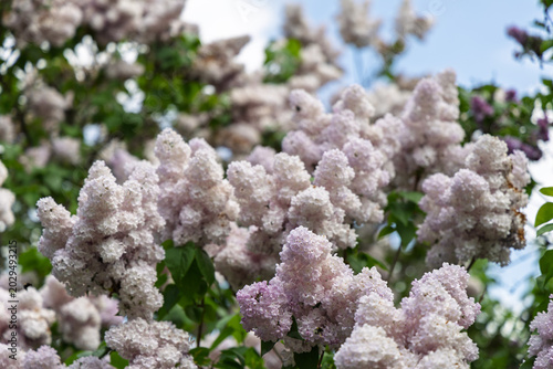 Pale pink Syringa lilac blossoms blooming under spring sky