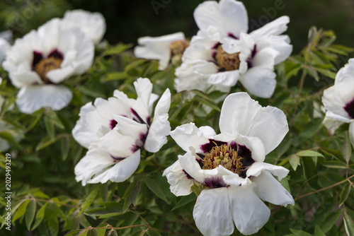 White Paeonia rockii peony flowers blooming in spring garden