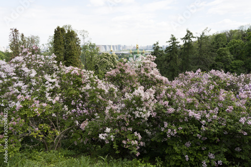 Blooming Syringa lilac bushes in Hryshko Botanical Garden Kyiv