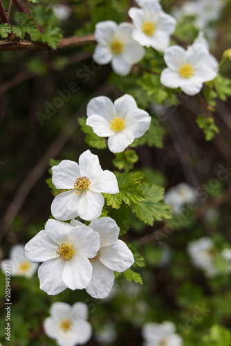 White Rubus flowers blooming on wild garden branches in spring