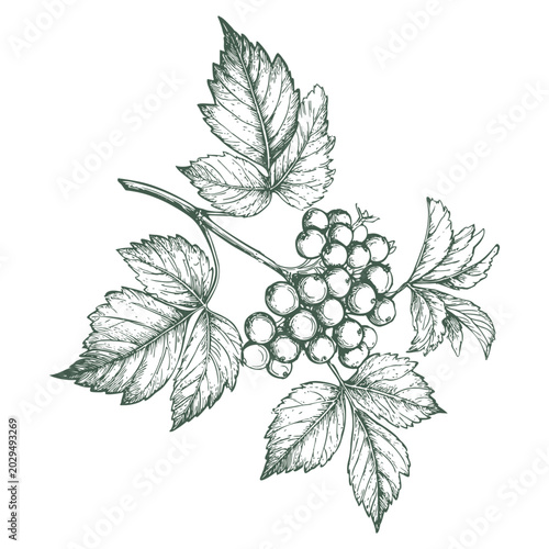 Quadro su tela A sprig of viburnum or mountain ash with berries, black and white sketch