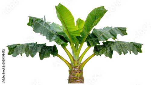 Fotografie Green banana plant with large leaves