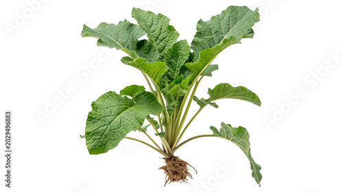 Photos Fresh green greater burdock plant arctium lappa with roots and soil isolated on