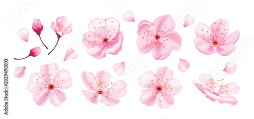Konstfotografi Pink sakura flowers, buds and petals for hanami festival and wedding decor vecto