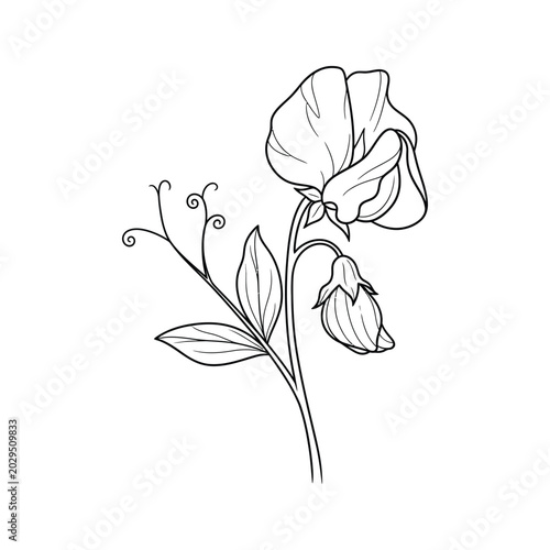 Foto Sweet Pea Flower Botanical Line Art Growth