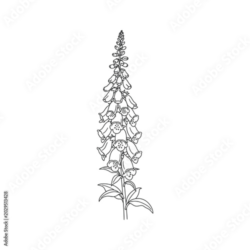 Foxglove Flower Line Art Botanical Illustration Commercial Design