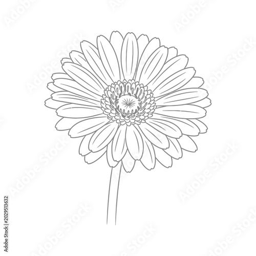 Gerbera Flower Line Art Floral Design Commercial