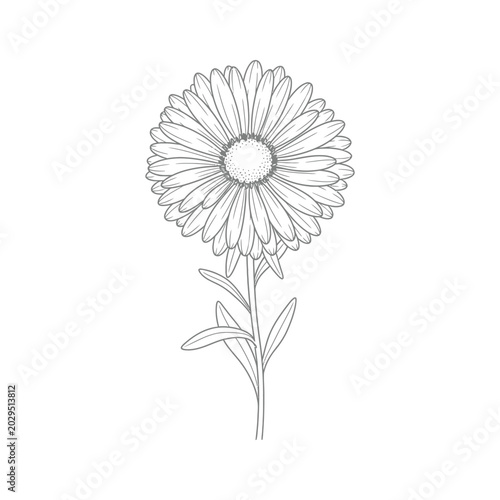Flower Line Art Botanical Illustration Commercial Graphic