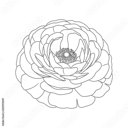 Ranunculus Outline Flower Vector Design Commerce
