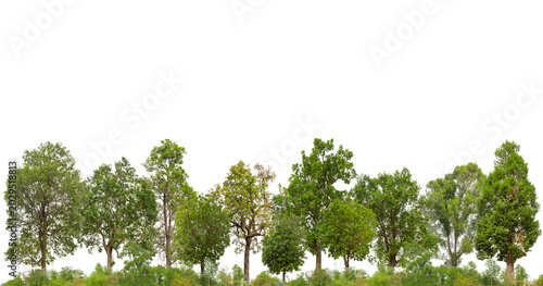 Foto Cutout tree line