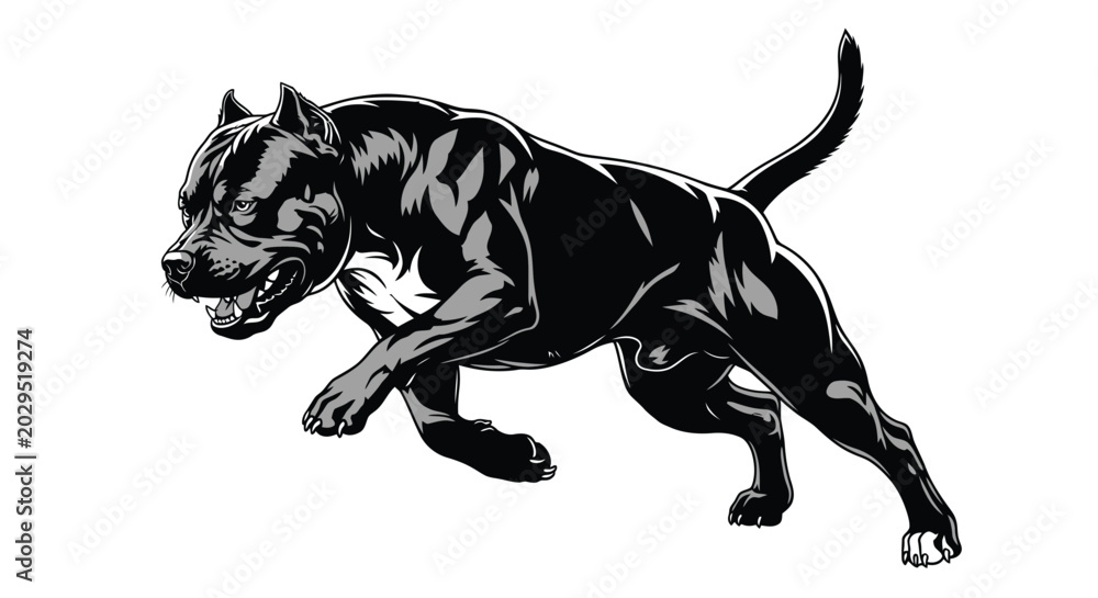 Fototapeta premium Intense black and white illustration of an aggressive pitbull dog running forward with powerful energy