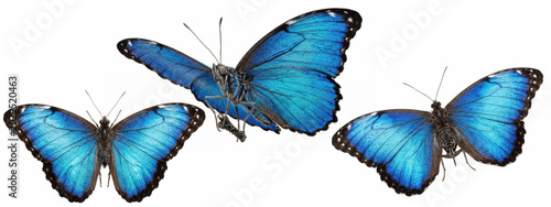 Foto A Set of bright blue butterfly PNG collection, realistic morpho wings in various