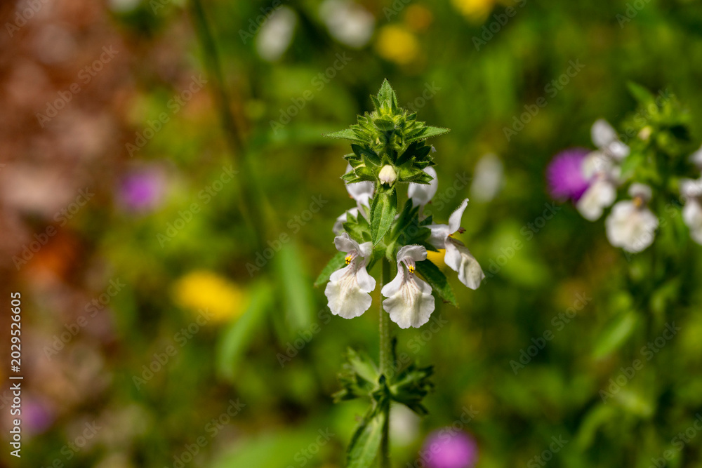 Obraz premium Stachys recta, commonly known as stiff hedgenettle or perennial yellow-woundwort, is herbaceous perennial plant of the family Lamiaceae. Stachys floridana is a species of betony in the mint family, La