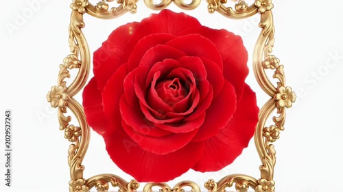 Vibrant Red Rose Enclosed in an Intricately Carved Gold Frame, Elegant Floral Portrait.