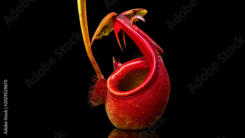 Red Pitcher Plant on Black Background