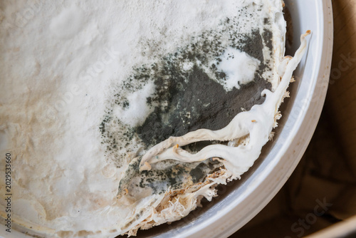 Mold growing on a food item in a container.