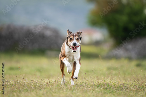 Foto Three Colored Mixed Breed Dog Running Toward Camera Across Green Meadow with Sof