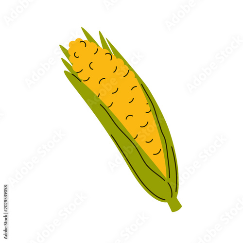 Corn on cob with leaves. Isolated flat vector illustration for harvest season, farm market, healthy eating, summer barbecue.