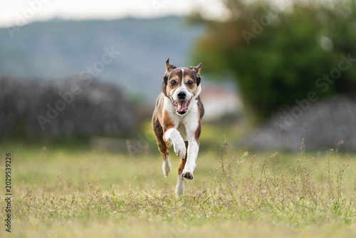 Foto Energetic Three Colored Mixed Breed Dog Running Through Green Grass in Open Fiel