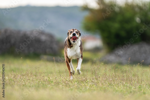 Foto Three Colored Mixed Breed Dog Running in Meadow with Soft Focus Natural Backgrou