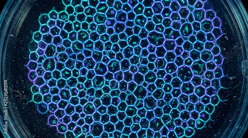 Bioluminescent Microscopic Organic Pattern — Science Biology Background