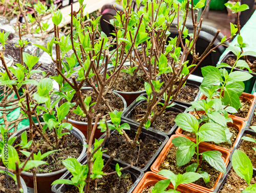 Quadro su tela Young hydrangea plants growing in small pots filled with soil, showcasing vibrant green leaves and woody stems that indicate healthy early stages of growth