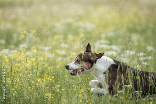 Fotografie Three Colored Mixed Breed Dog Resting in Yellow Wildflower Meadow in Natural Env