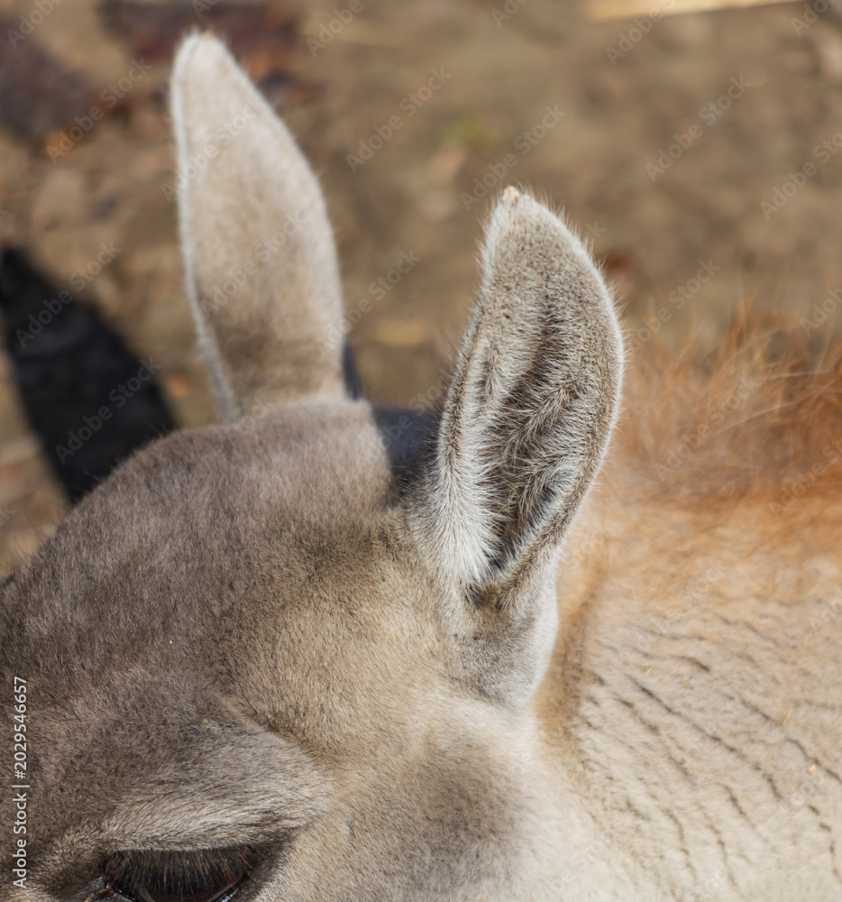 Fototapeta premium Close-up of a curious young llama's ear and face