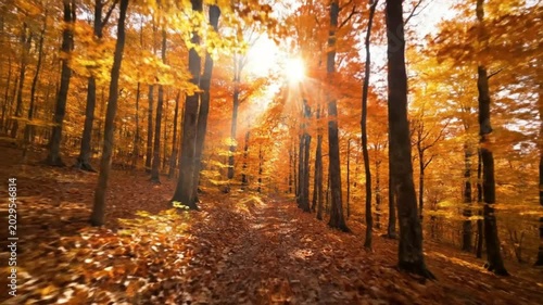 Golden Sunbeams Shining Through Vibrant Autumn Forest Foliage