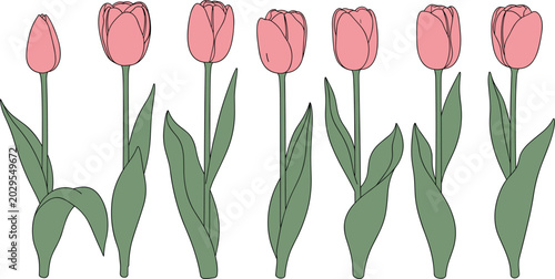 Bilde på lerret Elegant Vector Set of Pink Tulip Flowers with Green Stems and Leaves for Springt