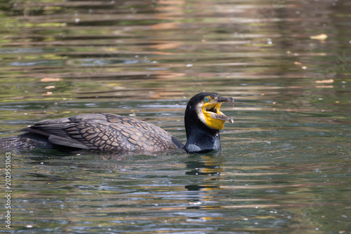 Great Cormorant Swimming with Open Beak on Reflective Water