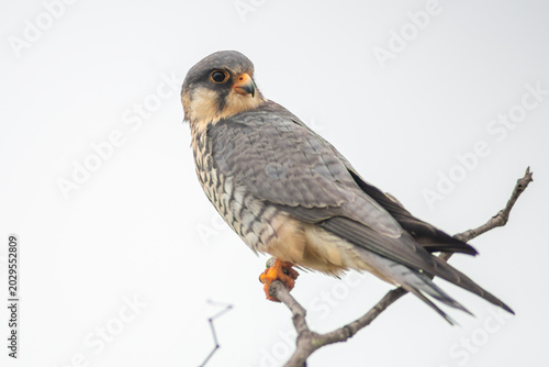 Fényképezés Falco amurensis