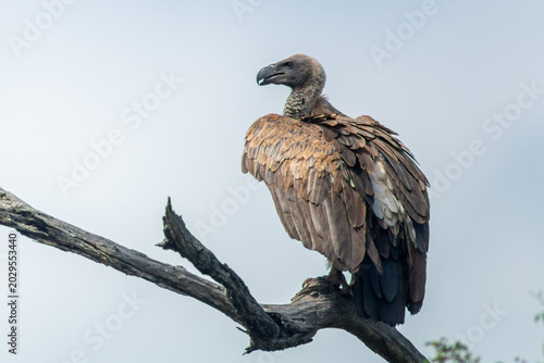 фотографія Gyps africanus