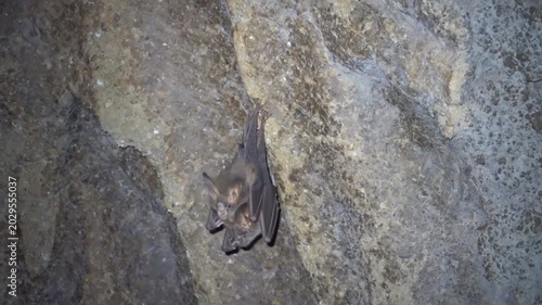 Probably lesser false vampire bat (Megaderma spasma) in a grotto in the mountainous regions of northern Thailand