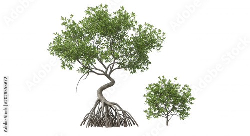 A large mangrove tree with exposed prop roots and a smaller green shrub isolated against a solid black background