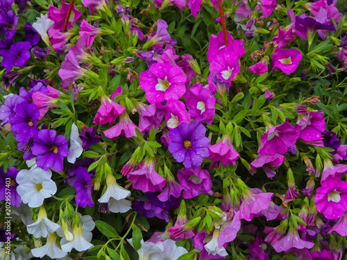 Vibrant Calibrachoa Million Bells Flowers Mix with Dewdrops in Summer Garden