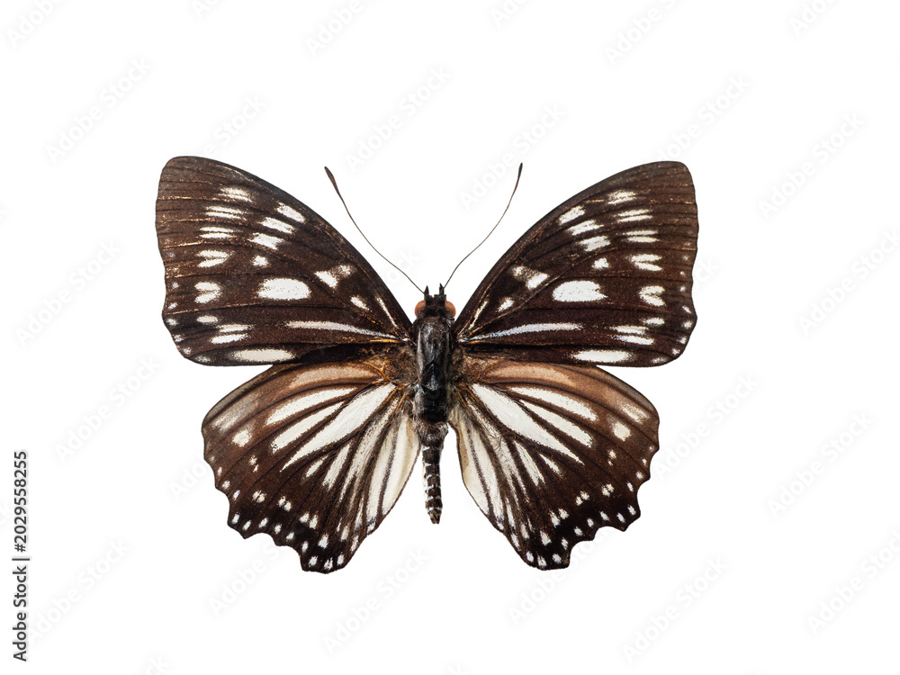 Fototapeta premium Beautiful exotic Euripus nyctelius butterfly isolated on white background.