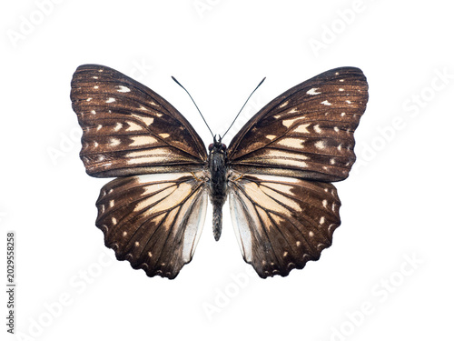 Fotografía Exotic Hestinalis divona butterfly isolated on white background.