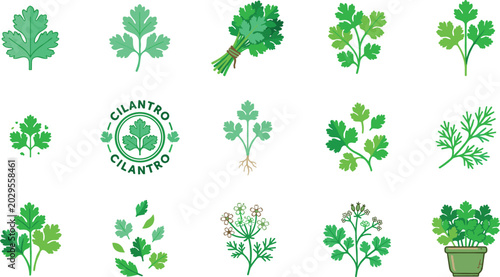 Canvastavla Fresh Cilantro and Coriander Herb Leaf Green Vector Icon Set